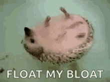 Floating Hedgehog GIF - Floating Hedgehog Float My Boat GIFs