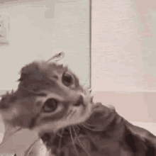 Cat Funny GIF - Cat Funny What GIFs