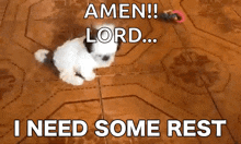 a small white dog laying on a tiled floor with the words amen lord i need some rest