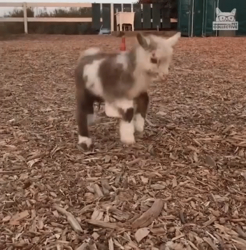 cute baby goat jumping