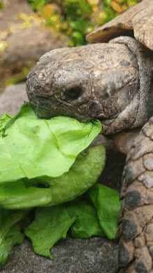 Billy The Tortoise Eat GIF
