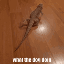 What The Dog Doin Meme GIF