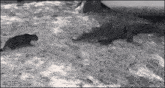 a black and white photo of a cat and a shark .