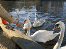 Swan Swanfeeding GIF - Swan Swanfeeding Handfeeding GIFs