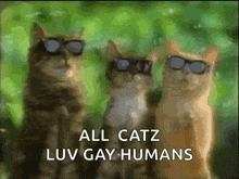 three cats wearing sunglasses with the words all catz luv gay humans