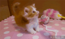 Is This Thing On Cat GIF - Is This Thing On Cat Kitten GIFs