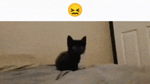 Silly Very Sad Cat GIF - Silly Very Sad Cat GIFs