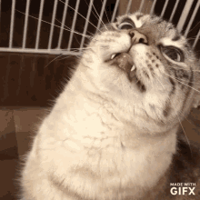 Cat Derp GIF - Cat Derp Wot GIFs