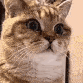 Shock Cat GIF - Shock Cat 貓 GIFs