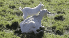 Pay Attention To Me! GIF - Goat Kid Attention GIFs