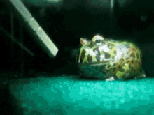 角蛙吐舌頭 South American Horned Frog Sticking Out Its Tongue GIF