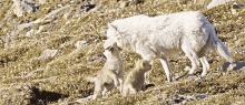 Wolf Wolf Pack GIF - Wolf Wolf Pack Babies GIFs