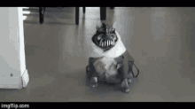 Banecat Bane GIF - Banecat Bane Cat GIFs