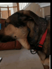 Call Mommy GIF - Call Mommy Dogs GIFs