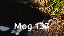 Mog Mogcat GIF - Mog Mogcat 137 GIFs