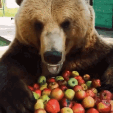 Bear Bear Eating GIF - Bear Bear Eating Apples GIFs