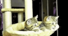 two kittens are sleeping in a cat tree .
