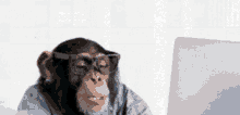 Monkey Monkeyoflife GIF