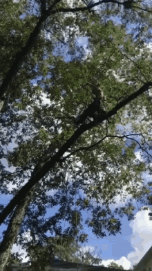 Tree Climbing Climb Tree GIF