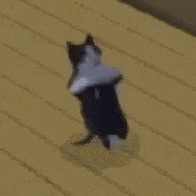 a black and white cat is walking on the floor .