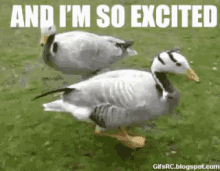 two ducks are walking in the grass with the words `` and i 'm so excited '' written on the bottom .