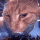 Cat Sigma GIF - Cat Sigma Meme GIFs