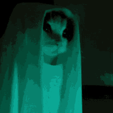Cat Ghost GIF - Cat Ghost GIFs