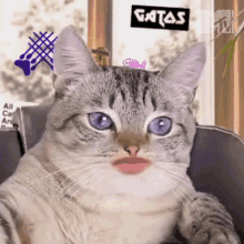Oh No Mtv Miaw GIF - Oh No Mtv Miaw Cat Show GIFs