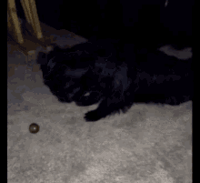 Andwhat Dog GIF - Andwhat Dog Black GIFs