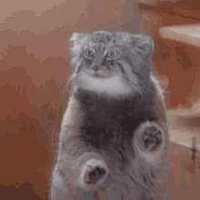 Cat Scritch Scratch GIF - Cat Scritch Scratch GIFs