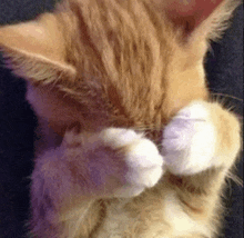 a close up of a cat cleaning its paws on a couch .