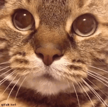 Hissing Cat GIF - Hissing Cat Pet GIFs