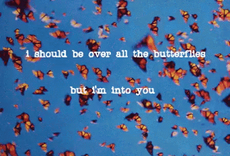 the monarch butterfly paramore album cover gif