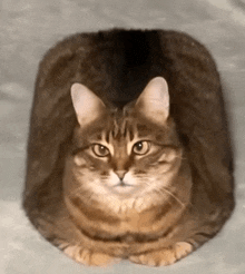 a cat is sitting on a gray blanket and looking at the camera