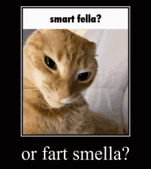 Smartist Cat Pepega