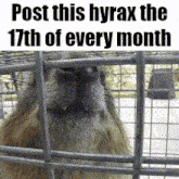 a picture of a squirrel in a cage with a caption that says post this hyrax the 17th of every month