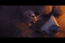 a close up of a cat and a bear 's faces