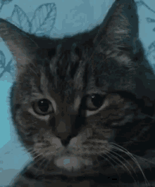Shun Disappointed GIF - Shun Disappointed Cat GIFs