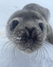 a close up of a seal 's face with snow on its nose