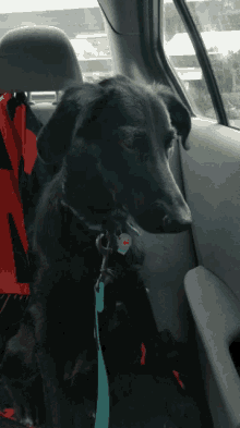 a black dog is sitting in the back seat of a car with a leash
