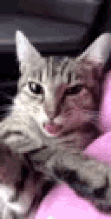 Lick Meow GIF - Lick Meow Cat GIFs