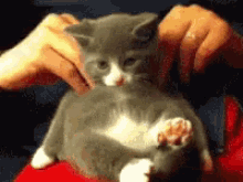 Back Rub Cat GIF - Back Rub Cat Massage GIFs