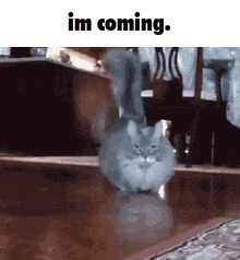 Cat Walking Meme GIF