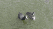 Coot Waterfowl GIF - Coot Waterfowl Baby Birds GIFs