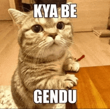 Gendu Gendu Orange Cat GIF