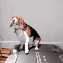 dog treadmill lazy exercise is good for the health step
