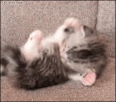 two kittens are laying on their backs on a couch