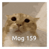 a close up of a cat 's face with the words mog 159 below it