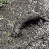 Playing In The Mud Viralhog GIF - Playing In The Mud Viralhog Having Fun GIFs