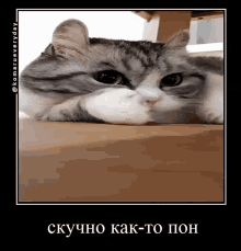 Cat Skuchno GIF - Cat Skuchno Kakto GIFs